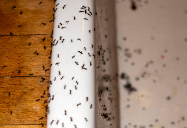 Professional Pest Control in Staples, MN